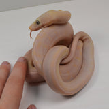 Load image into Gallery viewer, &quot;Holstein&quot; 2024 CBB Male Motley Cow Possible Marble Het Purple Albino Reticulated Python