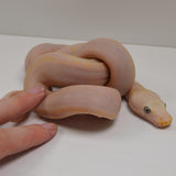 Load image into Gallery viewer, &quot;Holstein&quot; 2024 CBB Male Motley Cow Possible Marble Het Purple Albino Reticulated Python