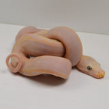 Load image into Gallery viewer, &quot;Holstein&quot; 2024 CBB Male Motley Cow Possible Marble Het Purple Albino Reticulated Python