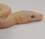 Load image into Gallery viewer, &quot;Holstein&quot; 2024 CBB Male Motley Cow Possible Marble Het Purple Albino Reticulated Python