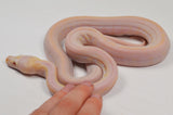 Load image into Gallery viewer, &quot;Angus&quot; 2024 CBB Male Purple Albino Motley Cow Possible Marble Reticulated Python