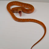 Load image into Gallery viewer, 2024 Male Motley Orange Ghost Stripe Het Purple Albino Possible Marble Reticulated Python