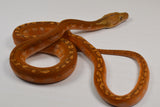 Load image into Gallery viewer, 2024 Male Motley Orange Ghost Stripe Het Purple Albino Possible Marble Reticulated Python