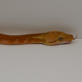 Load image into Gallery viewer, 2024 Male Motley Orange Ghost Stripe Het Purple Albino Possible Marble Reticulated Python