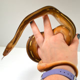 Load image into Gallery viewer, 2024 Male Motley Suntiger Het Albino (Purple) Het Orange Ghost Stripe Reticulated Python