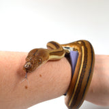 Load image into Gallery viewer, 2024 Male Motley Suntiger Het Albino (Purple) Het Orange Ghost Stripe Reticulated Python