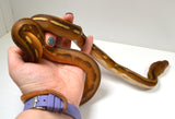 Load image into Gallery viewer, 2024 Male Motley Suntiger Het Albino (Purple) Het Orange Ghost Stripe Reticulated Python