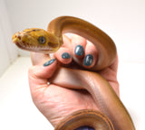 Load image into Gallery viewer, 2024 Female Orange Ghost Stripe Motley Marble Sunfire Het Albino (Purple) Reticulated Python