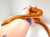 Load image into Gallery viewer, 2024 Female Orange Ghost Stripe Suntiger Het Albino (Purple) Reticulated Python