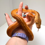 Load image into Gallery viewer, 2024 Female Orange Ghost Stripe Suntiger Het Albino (Purple) Reticulated Python