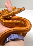 Load image into Gallery viewer, 2024 Female Orange Ghost Stripe Suntiger Het Albino (Purple) Reticulated Python