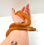 Load image into Gallery viewer, 2024 Female Orange Ghost Stripe Suntiger Het Albino (Purple) Reticulated Python