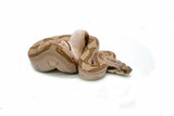 Load image into Gallery viewer, Male Hypo Labyrith het. Anerytheristic 50% Possible het. Albino Boa Constrictor