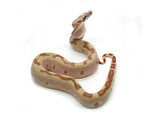 Load image into Gallery viewer, Female Jungle Labyrinth het. Albino Boa Constrictor
