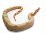 Load image into Gallery viewer, Female Sharp Super Sunglow Purple Jungle Boa Constrictor