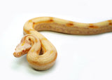 Load image into Gallery viewer, Female Sharp Super Sunglow Purple Jungle Boa Constrictor
