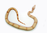 Load image into Gallery viewer, Female Sharp Super Sunglow Purple Jungle Boa Constrictor