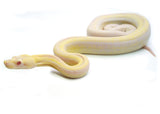 Load image into Gallery viewer, Female Sharp Albino Smoke Boa Constrictor