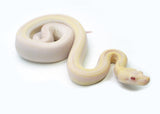 Load image into Gallery viewer, Female Sharp Albino Smoke Boa Constrictor