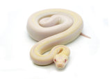 Load image into Gallery viewer, Female Sharp Albino Smoke Boa Constrictor