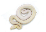 Load image into Gallery viewer, Female Sharp Albino Smoke Boa Constrictor