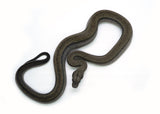 Load image into Gallery viewer, Female Smoke Boa Constrictor
