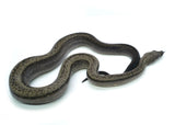 Load image into Gallery viewer, Male Smoke Boa Constrictor
