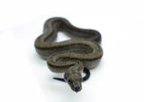 Load image into Gallery viewer, Male Smoke Boa Constrictor