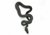 Load image into Gallery viewer, Male Smoke Boa Constrictor