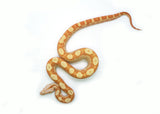 Load image into Gallery viewer, Female Sharp Sunglow Purple Keltic Boa Constrictor