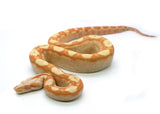 Load image into Gallery viewer, Female Sharp Sunglow Purple Keltic Boa Constrictor