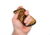Load image into Gallery viewer, Male Clown Fire Ball Python