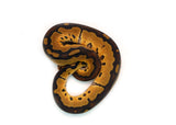 Load image into Gallery viewer, Male Clown Fire Ball Python