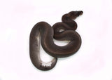 Load image into Gallery viewer, Female Black Pastel Cinnamon ++ Ball Python