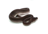 Load image into Gallery viewer, Female Black Pastel Cinnamon ++ Ball Python