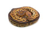 Load image into Gallery viewer, Female Clown Spotnose Leopard Red Stripe Ball Python