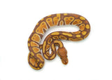 Load image into Gallery viewer, Female Ultramel Ball Python