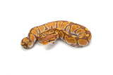 Load image into Gallery viewer, Female Ultramel Ball Python