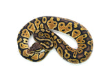 Load image into Gallery viewer, Female Pastel het. Ultramel Ball Python