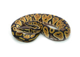 Load image into Gallery viewer, Female Pastel het. Ultramel Ball Python
