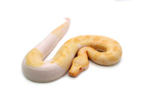 Load image into Gallery viewer, Female T- Albino Piebald Blood Python