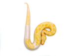 Load image into Gallery viewer, Female T- Albino Piebald Blood Python