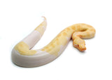 Load image into Gallery viewer, Female T- Albino Piebald Blood Python