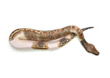 Load image into Gallery viewer, Female Piebald 50% Possible het. T- Albino Blood Python