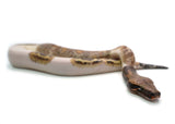 Load image into Gallery viewer, Female Piebald 50% Possible het. T- Albino Blood Python