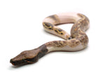 Load image into Gallery viewer, Female Piebald 50% Possible het. T- Albino Blood Python