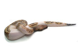 Load image into Gallery viewer, Female Piebald 50% Possible het. T- Albino Blood Python
