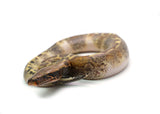 Load image into Gallery viewer, Female Pied 66% Possible het. T- Albino Blood Python