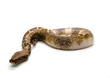 Load image into Gallery viewer, Female Pied 66% Possible het. T- Albino Blood Python