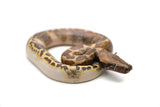 Load image into Gallery viewer, Female Pied 66% Possible het. T- Albino Blood Python